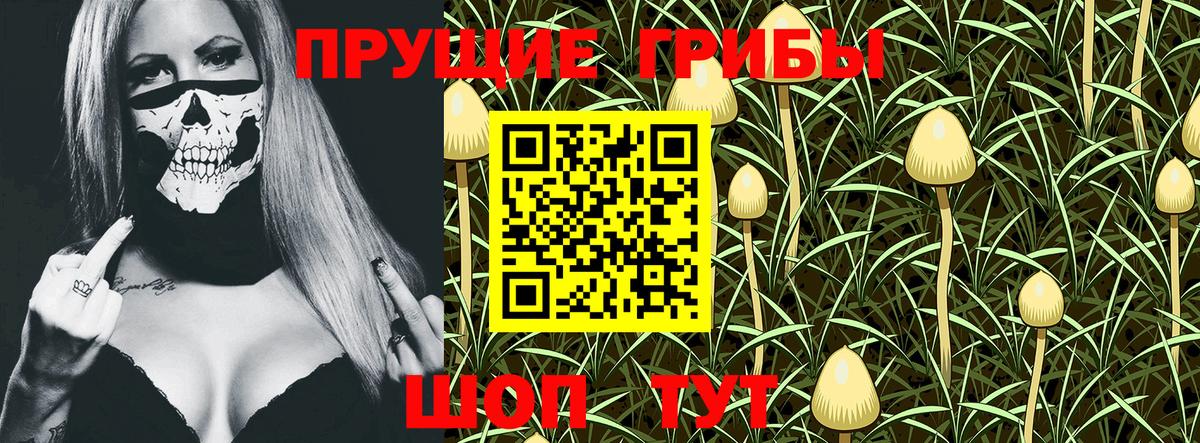 Псилоцибиновые грибы Cubensis Боровичи